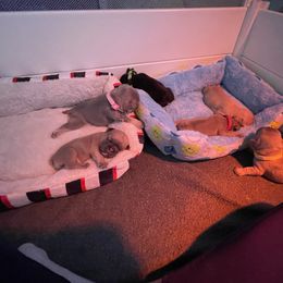 French Bulldog Puppies from Orderofthebulldogs, LLC