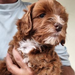Reese - Red female Australian Labradoodle puppy in Ocala, Florida from Vinton Valley Australian Labradoodles