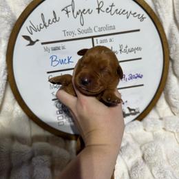 Buck - green collar - Yellow male Labrador Retriever puppy in Troy, South Carolina from Wicked Flyer Retrievers