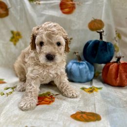 Kit Kat (Kit) - Golden male Cockapoo puppy in Salem, Oregon from Capital Doodles