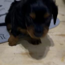 Barney R - Black and tan male Dachshund puppy in Wesley Chapel, Florida from Russell Lee Overton