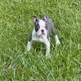 Teddy - Blue male Boston Terrier puppy in Conyers, Georgia from Dixe Hill Dogs