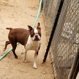 Rocky - Boston Terrier