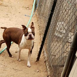 Rocky - Boston Terrier