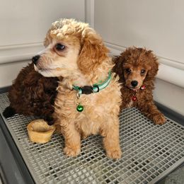 Poodle Puppies from Sankofa Kennel Club