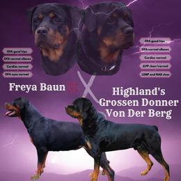 Rottweiler puppies from Hildegarde Kennels