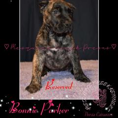 Bonnie Parker - Tiger female Perro de Presa Canario puppy in El Paso, Texas from Mesquite Creek Kennels