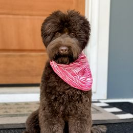 Josephine - Australian Labradoodle