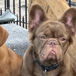 French Bulldogs from Kindly kain