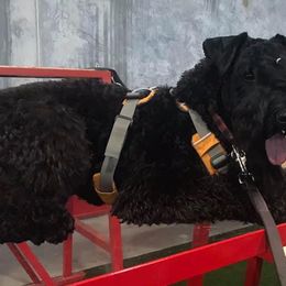 Kerry Blue Terriers from Marble Mountain Kerry Blue Terriers