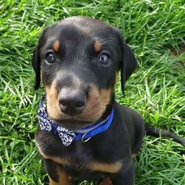 Doberman Pinscher Puppies from Emerald Eire Dobermanns
