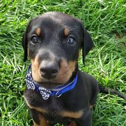 Doberman Pinscher Puppies from Emerald Eire Dobermanns
