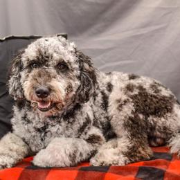 Rico - Goldendoodle