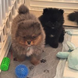 Girl 1 - Tri-colored female Pomeranian puppy in Modesto, California from SelfiePoms