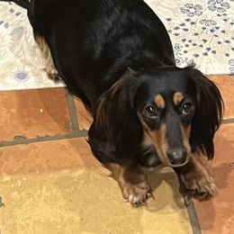 Lady - Dachshund