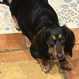 Lady - Dachshund
