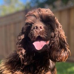 Cocker Spaniels from archangel cockers