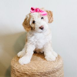 Hershey - Fawn and white female Sheepadoodle puppy in Republic, Missouri from DOOD & Co