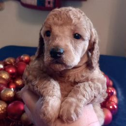 Purple Collared girl apricot - Apricot female Poodle puppy in Licking, Missouri from Majestic Embrace Poodles