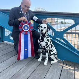 Dalmatian All Grown Up from Prestige Dalmatians