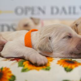 "Eyes should open tomorrow!" Goldendoodle Puppies from YL Goldendoodles