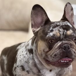 Scarlett - French Bulldog