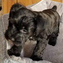 Miniature Schnauzers from Thaddeus's Miniature Schnauzers