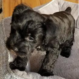 Miniature Schnauzers from Thaddeus's Miniature Schnauzers