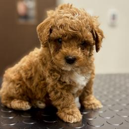 Bernedoodle, Goldendoodle, and Poodle Puppies from 4goldendoodles