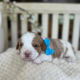 Chippy - Red male Cavapoo puppy in Yuciapa, California from AlltheDoodlez_