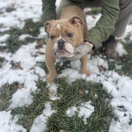 Pablo - Fawn male Bulldog puppy in Clarinda, Iowa from Stimson Bulldogs
