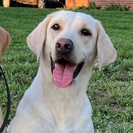 Bell - Labrador Retriever