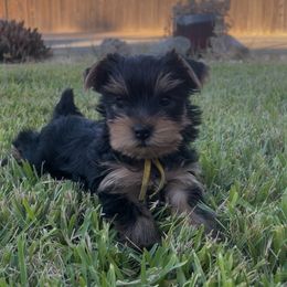 Yellow Collar Male - Black and gold male Yorkshire Terrier puppy in Concord, California from Real Yorkies of NorCal
