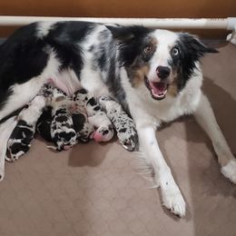 Journey - Border Collie