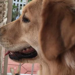 Golden Retrievers from Olympus Golden Walkers Kennel