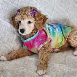 Snowball - Apricot female Poodle puppy in Hoagland, Indiana from Kandyland Kennels