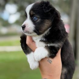Jax ASDR - Black tri male Toy Australian Shepherd puppy in Polk City, Florida from Skaky Shepherds