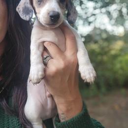 Dachshund Puppies from Haus of Wiener Schnitzel