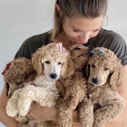 Bernedoodle, Goldendoodle, and Poodle Puppies from Central Valley Canine Companions