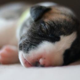 Iridessa - Fawn brindle female Whippet puppy in Robesonia, Pennsylvania from Rogue Mountain Manor