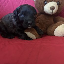 Boy 1 - Black male Bouvier des Flandres puppy in Bethlehem, Connecticut from Bouviers Gate House