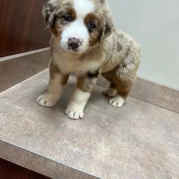 Nemo - Red merle male Australian Shepherd puppy in Cleveland, Tennessee from C&S Kennels