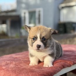 Purple - Red female Pembroke Welsh Corgi puppy in Glenwood, Minnesota from Minnewaska Corgi Co