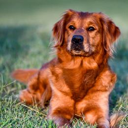Golden Retriever puppies from Ivy League Golden Retrievers