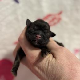 Opie - Red male Shih Tzu puppy in Sharon, Pennsylvania from Keystone Danes and Shih tzus