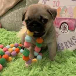 Apollo - Fawn male Pug puppy in Prairieville, Louisiana from Freedom Meadow Farm