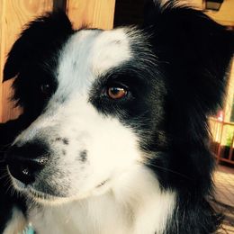 Bernadette - Miniature Australian Shepherd