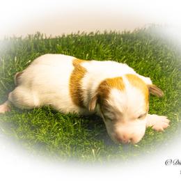Russell Terrier Puppies from Diamond D Jacks