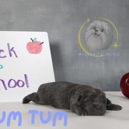 Tum Tum - Blue male Mi-Ki puppy in Wales, Wisconsin from Phantastic Mi-kis