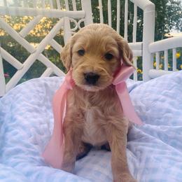 Maggie- coral - Apricot female Goldendoodle puppy in Carlton, Minnesota from Lakeside Doodles MN